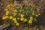 Linear-leaf Daisy