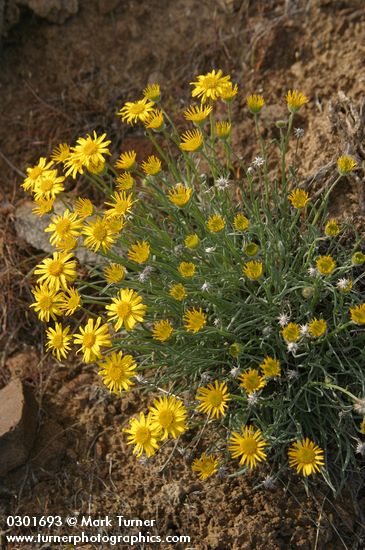 Erigeron linearis