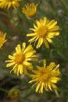 Linear-leaf Daisy blossoms detail