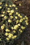 Thyme-leaf Desert Buckwheat