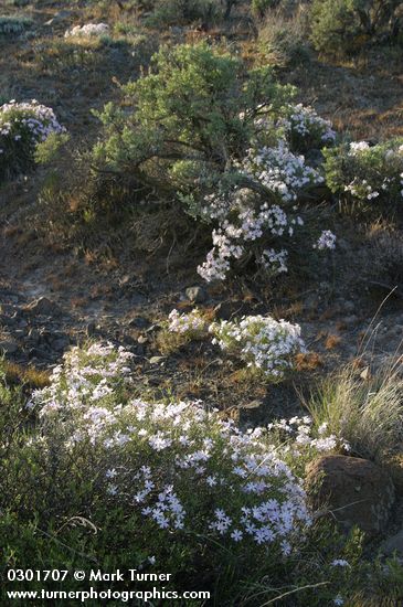 Phlox speciosa; Artemisia tridentata