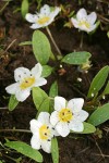 Dwarf Hesperochiron