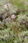 Bulblet Prairie Star