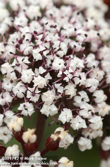 Lomatium canbyi