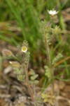 Littlebells polemonium