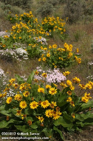 Balsamorhiza sagittata; Phlox speciosa