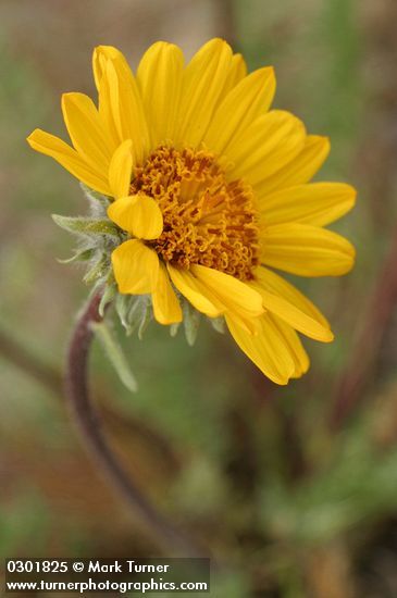 Balsamorhiza hookeri