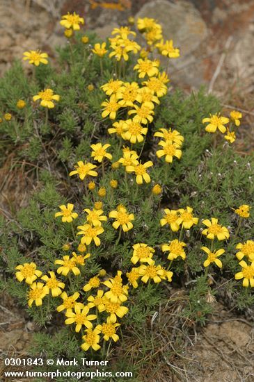 Stenotus stenophyllus (Haplopappus stenophyllus)