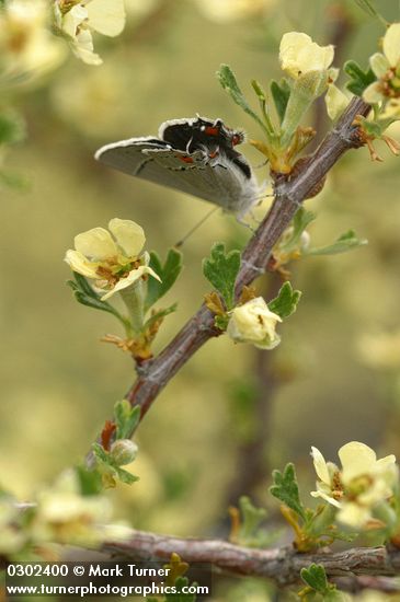 Purshia tridentata