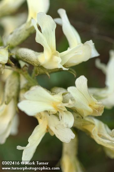 Astragalus reventiformis