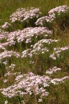 Long-leaf Phlox