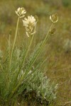 Hood River Milk Vetch