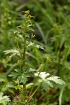 Pacific Sanicle