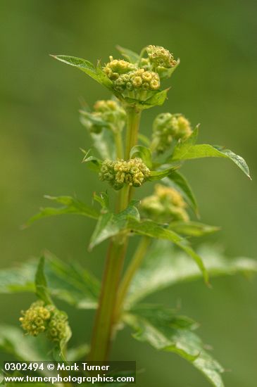 Sanicula crassicaulis