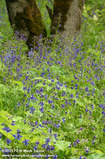 Delphinium trolliifolium