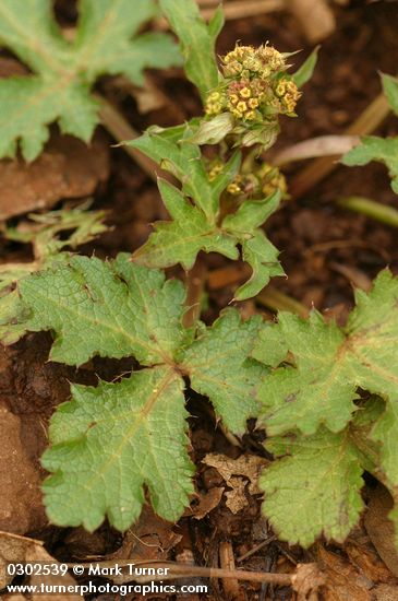 Sanicula crassicaulis var. tripartita