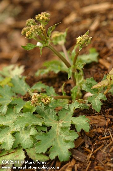 Sanicula crassicaulis var. tripartita