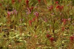 Indian Warrior & Henderson's Shooting Stars carpet ground