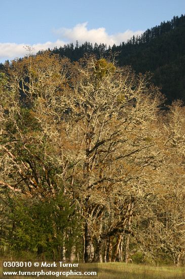 Quercus garryana