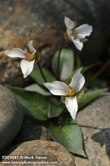 Trillium rivale
