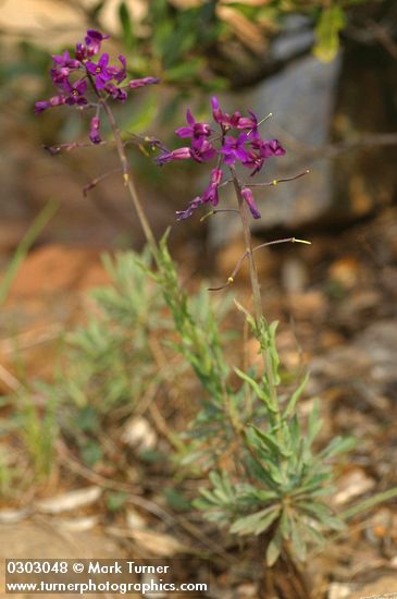 Arabis koehleri var. koehleri