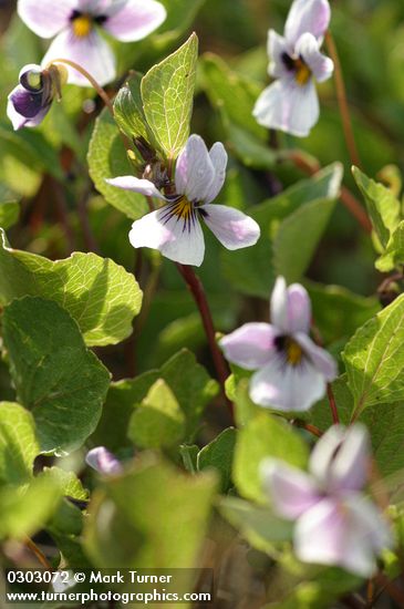 Viola cuneata