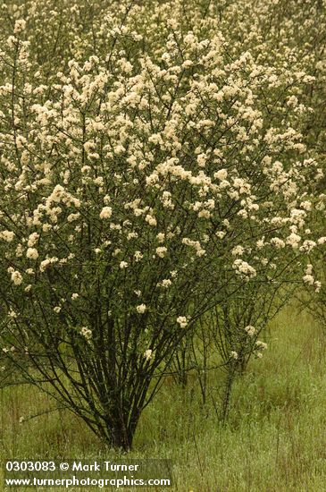 Ceanothus cuneatus