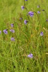 Common Brodiaea (Blue Dicks)