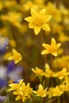 Goldfields blossoms detail