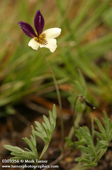 Viola hallii