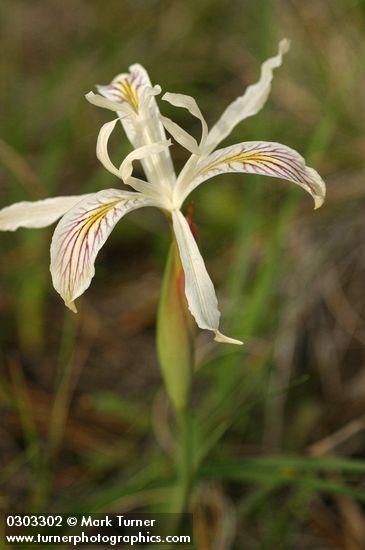 Iris chrysophylla