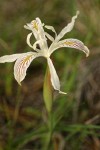 Slender-tubed Iris blossom