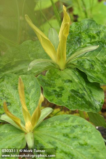 Trillium kurabayashii