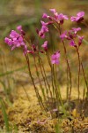 Rogue Canyon Rockcress