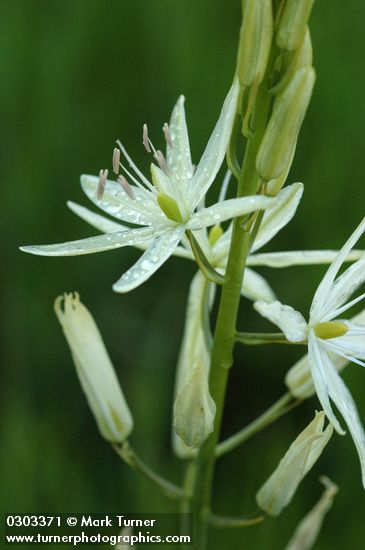 Camassia leichtlinii ssp. leichtlinii