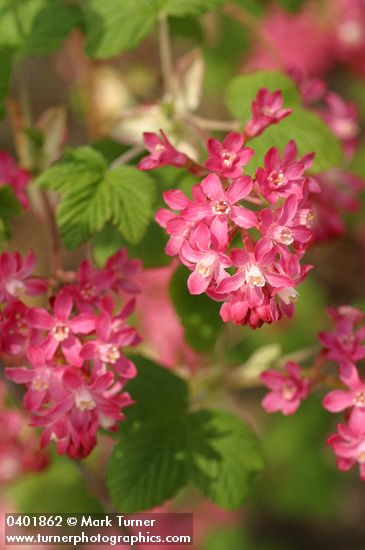 Ribes sanguineum