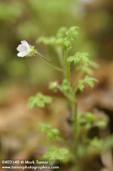 Nemophila pedunculata