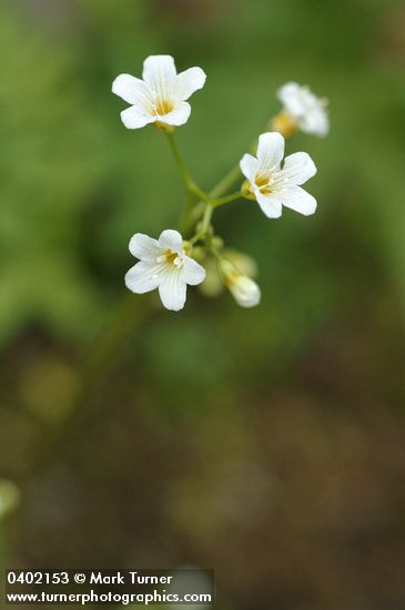Romanzoffia californica (R. suksdorfii)