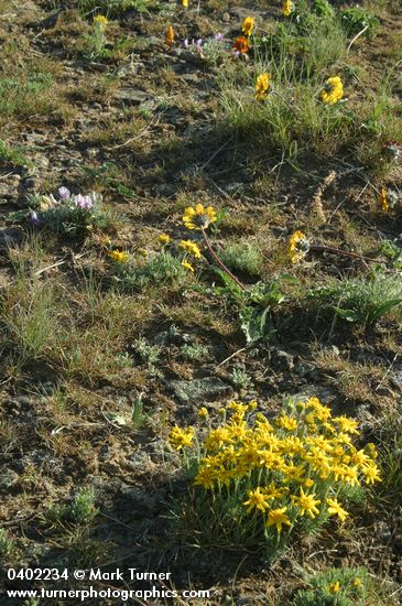 Balsamorhiza rosea; Stenotus stenophyllus; Pseudoroegneria spicata; Astragalus purshii