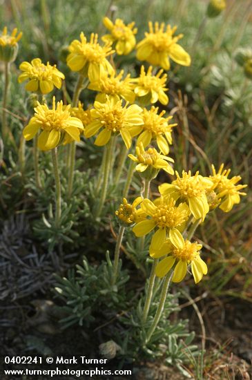 Stenotus stenophyllus (Haplopappus stenophyllus)