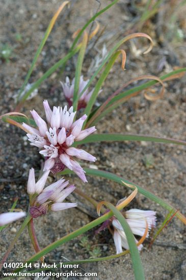 Allium robinsonii