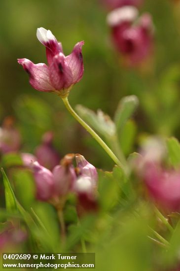 Trifolium depauperatum