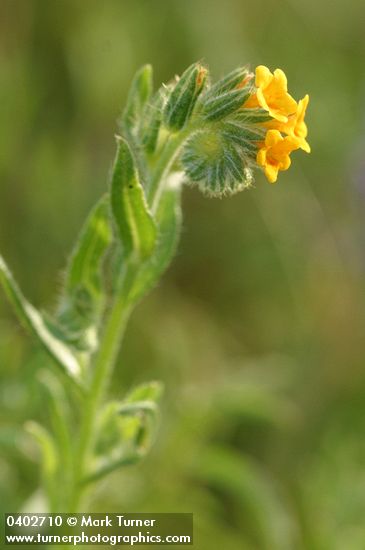 Amsinckia menziesii var. intermedia