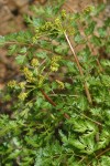 California licorice-root