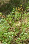 California licorice-root