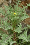 Canada lettuce