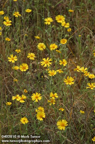 Madia elegans