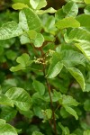 Poison Oak blossoms & foliage