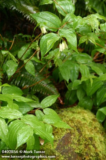 Disporum smithii
