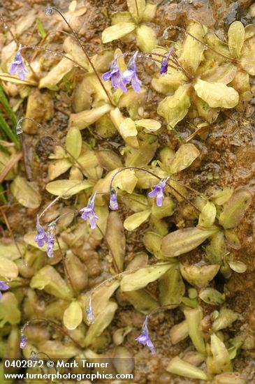 Pinguicula vulgaris